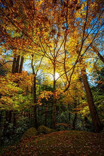 Печат на снимки гори (без рамка) Вертикално изображение на листата, осветени от слънчева светлина Късно следобед в Опушен планина,