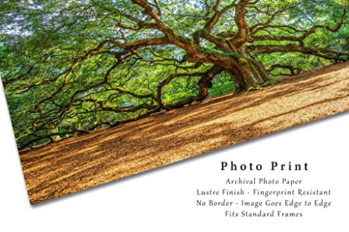 Снимка, природа, Принт (без рамка), Изображението Дъб Ангел в летен ден в близост до Чарлстън, Южна Каролина, Южна Стенно изкуство, Интериор в стил Lowcountry, от 4x6 до 30x45