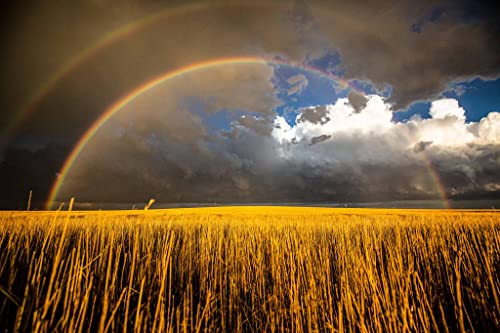 Снимка на Great plains, Принт (без рамка), Изображение на Двойна Дъга над Златния пшеничным поле в един дъждовен пролетен ден, в